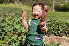 湖北恩施农家冰淇淋紫薯接连受难，香甜粉糯，恳请转发助力图片