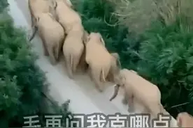 “象”由心生，人与自然和谐共处是一个国家，也是世界的需要图片