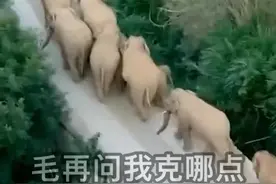 “象”由心生，人与自然和谐共处是一个国家，也是世界的需要图片