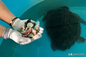 海龟被救助后排出100多块塑料碎片，饱受垃圾污染的它们何去何从图片