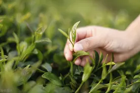 中国的六大茶类是哪几个，每个茶类的代表茶是什么图片