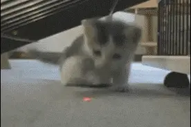 激光笔逗猫其乐无穷？你可能没用对图片