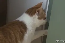 猫咪与主人反目成仇，终日骂骂咧咧，只因主人把它送去“割蛋蛋”图片