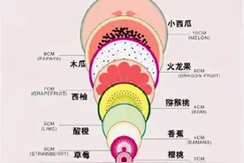 顺产开十指是怎样的体验？“水果图”带你了解过程，感叹生娃不易图片