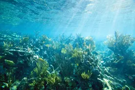 马里亚纳海沟很深，为啥人类停滞在10929米？拍到惊悚一幕图片