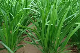种韭菜不打农药不施化肥，用厨房里的两种水，韭菜无污染还高产图片