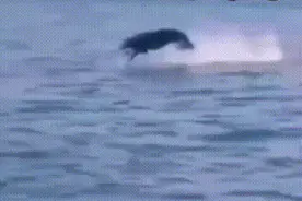 搞笑GIF：美女别以为长的漂亮就可以为所欲为。图片