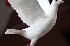 飞行的正确姿势？（纯属虚构）图片