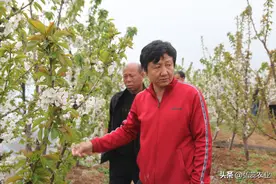 樱桃谢花后“五项活路”别马虎图片