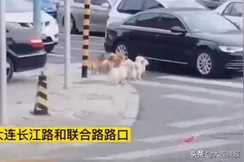 大连流浪狗排队等灯过马路图片