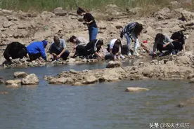 水塘里的1种野味，全身十分之一能吃，过去两毛1斤，如今一斤难求图片