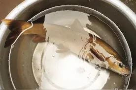 雅鱼 | 清代贡品，一种特别的裂腹鱼，因而成为雅安市的生物名片图片