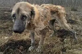 一只繁殖犬的悲哀一生：生育到子宫脱落体外，谁来拯救它？图片