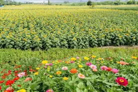 去白鱼仙子的故乡赏花、采撷、垂钓！图片