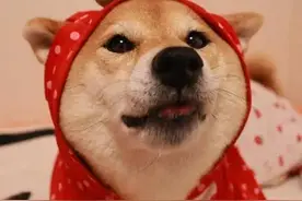 柴犬小课堂之柴犬太瘦了怎么办？图片