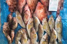 我的青岛海钓生涯图片