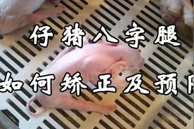 「养猪微课堂」小猪八字腿怎么矫正及预防？图片