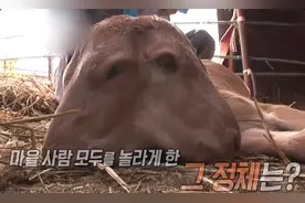 小牛生下来有2个头，兽医说活不过4天，临死前的举动令人泪目图片