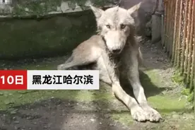 哈尔滨进村后被麻醉的灰狼已苏醒 专家：状态衰弱不肯进食 不确定是否野生图片