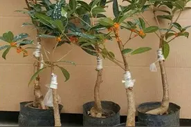 养一棵品相好的桂花树不简单，学会嫁接更轻松，盛开时满园桂花香图片