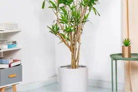 6种“大型花”，客厅一放，富贵不俗，废气吸光，人旺家旺图片