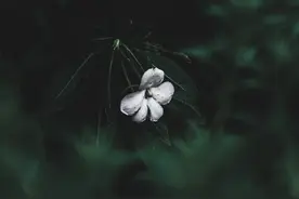 把你画成花，画hua成chen雨yu落下，邓紫棋爱恋的颜色图片
