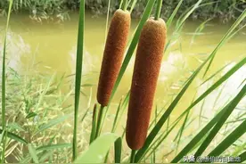 乡村美食：难忘苏北老家的蒲菜图片