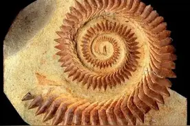 牙齿暴露了哪些信息，为什么古生物学家仅凭一颗牙齿就能鉴定物种图片