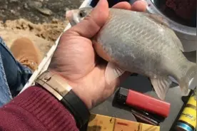 千辛万苦找饵料，你却不知这特效饵，大鲫鱼一见就狂咬，特过瘾图片