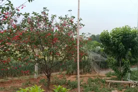 樱桃五年未开花 问题到底出在哪图片