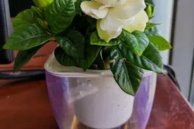 水培的栀子花生根后总是移栽死苗？注意4点技巧图片