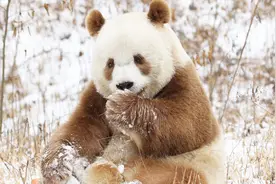 陕西大熊猫七仔引网友热议，现今全国仅存一只，是国宝中的国宝！视频封面
