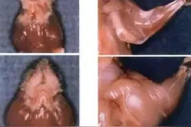 “自然”健美，一天能长1kg！那类固醇还算个什么东西？图片