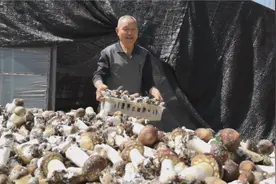「专家来了」平顶山市农业科学院曹秀敏副研究员教您种植大球盖菇图片