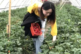 “七里香”“香”数里 |前进村“七里香”客栈助脱贫 走出新“钱景”图片