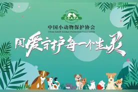 C.S.A.P.A全国流浪动物救助联盟正式成立图片