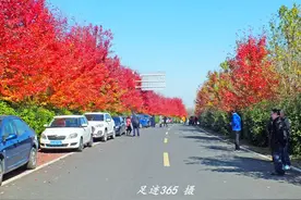 南京六合竹镇最美枫彩大道图片