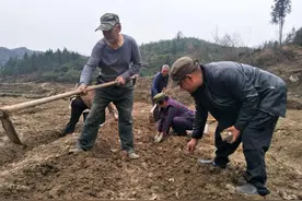 辰溪仙人湾瑶族乡溪台村：种下“脱贫芋” 收获新希望图片