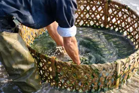 退潮后，象山滩涂出现大批神奇海生物，村民们每天收入千元以上图片