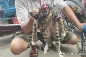 中国狸花猫的尴尬，因为太成功繁殖过多，小猫10元到20元卖不掉图片