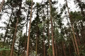 农村种植业投资哪个好？安全稳健可靠的还是杉木造林图片
