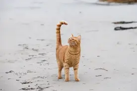 主人带着猫咪去沙滩玩，结果海风把猫吹得直骂街，秒变表情包图片