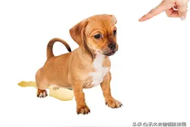 我踩了狗屎写《狗论》值得一看图片