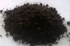 鸡粪使用危害大？如何处理是关键！农民朋友要注意了图片