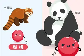小熊猫 ≠ 熊猫，“野生蔓越莓”就是蔓越莓吗？NO!NO!NO图片