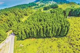 【打卡巴渝美景】醉美千野，就像钻进了绿色迷宫图片