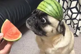 “吃瓜群众”怎么说？既没有melon，也没有people图片
