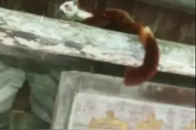 惹人爱！武当山南岩宫惊现“飞鼠夫妻”图片