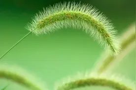 来一波回忆杀：这“7种植物”你还记得么？都是些“宝藏级”的图片
