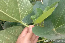 无花果好吃叶子更值钱，三大用途很实用，看完记得收藏图片